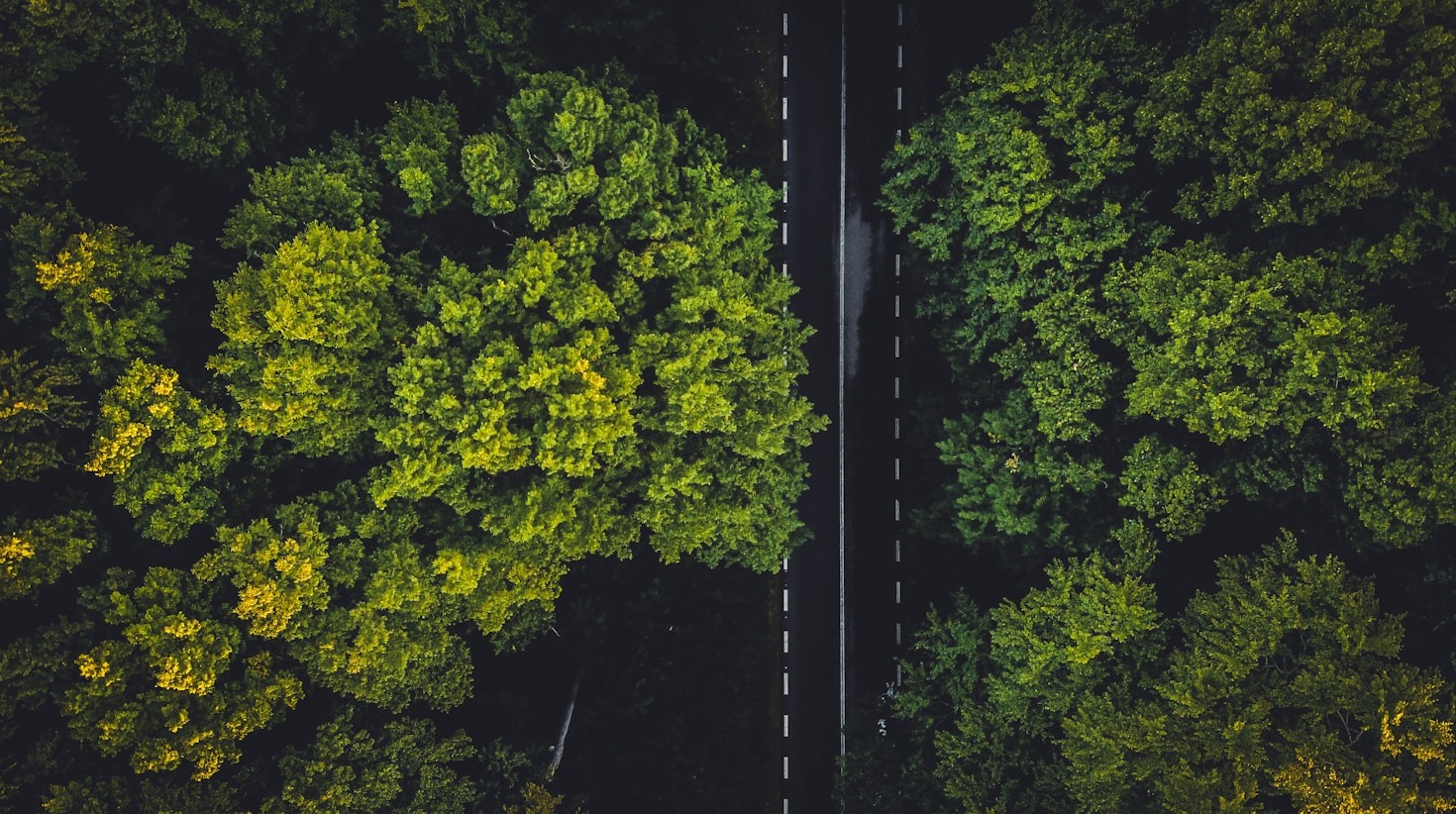 The Importance of Biodiversity in Conservation